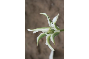 GREEN STAR
